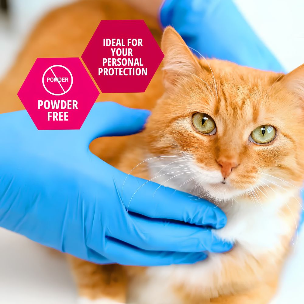 A person wearing Shield Line MedPride Nitrile Exam Gloves 4.3 Mil Thick gently holds an orange tabby cat. Pink hexagons read “POWDER FREE” and “IDEAL FOR YOUR PERSONAL PROTECTION.” The cat appears calm and alert.